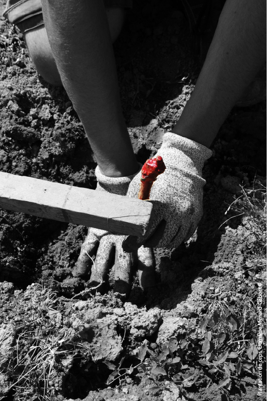 Plantation de jeunes ceps au domaine Ménard-Gaborit (Monnières)