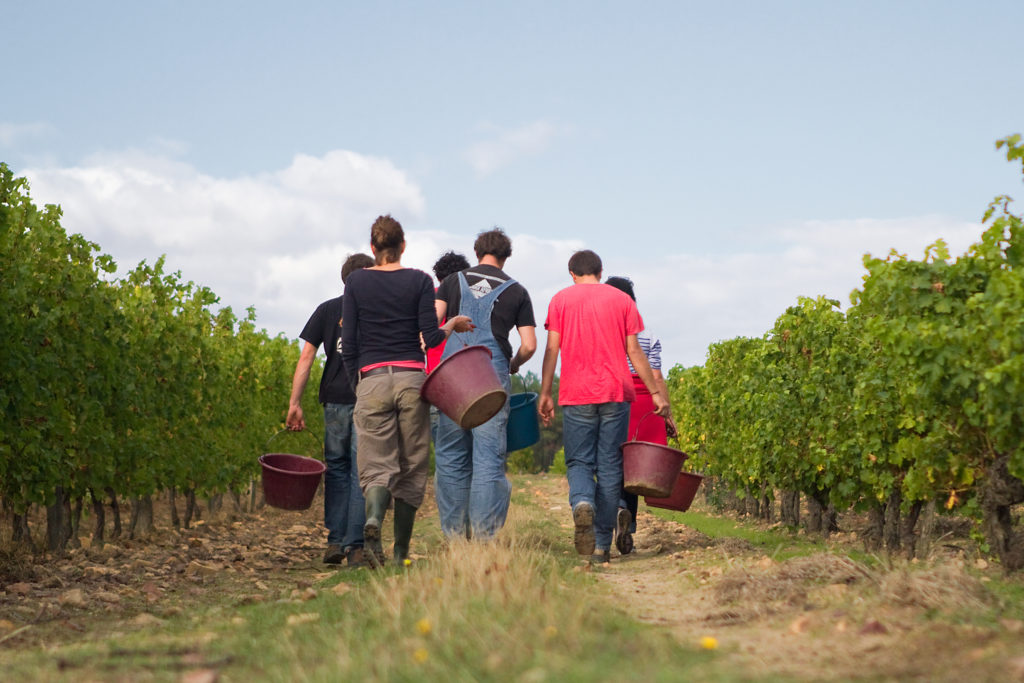 Vendanges au domaine viticole Ampelidae (Neuville-de-Poitou)