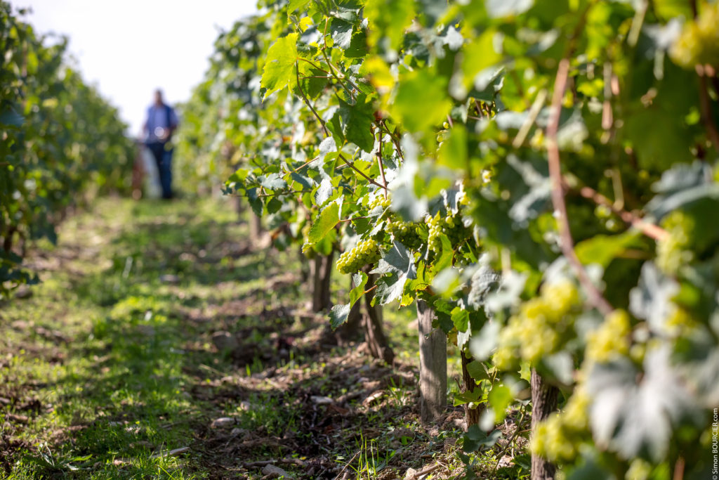 Vue sur les vignes du domaine Mourat (Mareuil sur Lay)